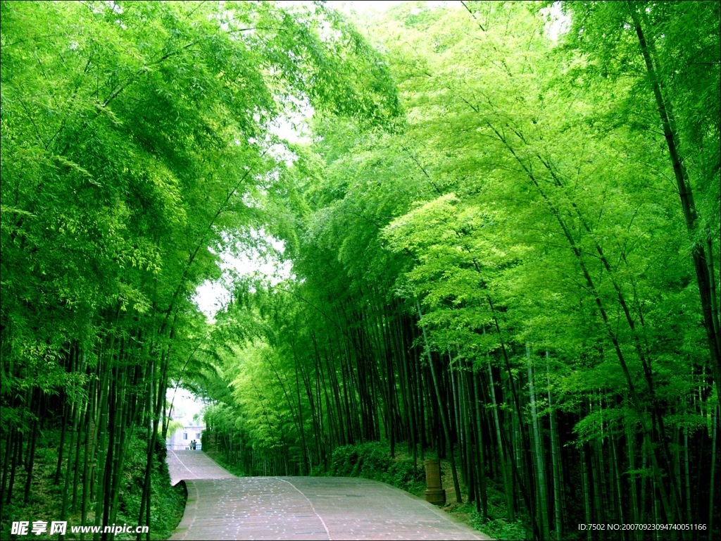 竹林小路