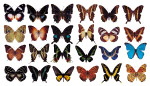 各种漂亮的蝴蝶标本