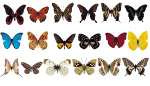 各种漂亮的蝴蝶标本02