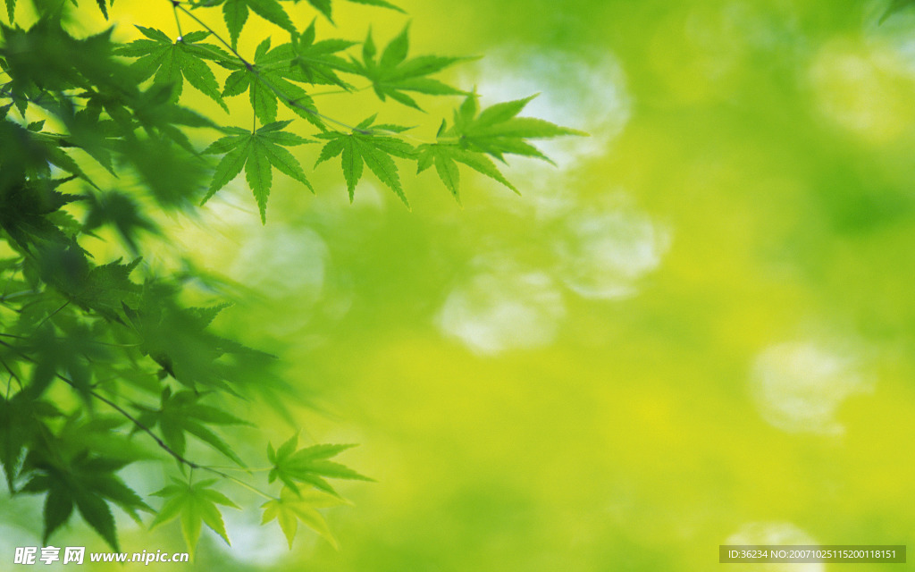 超清晰的樹葉攝影