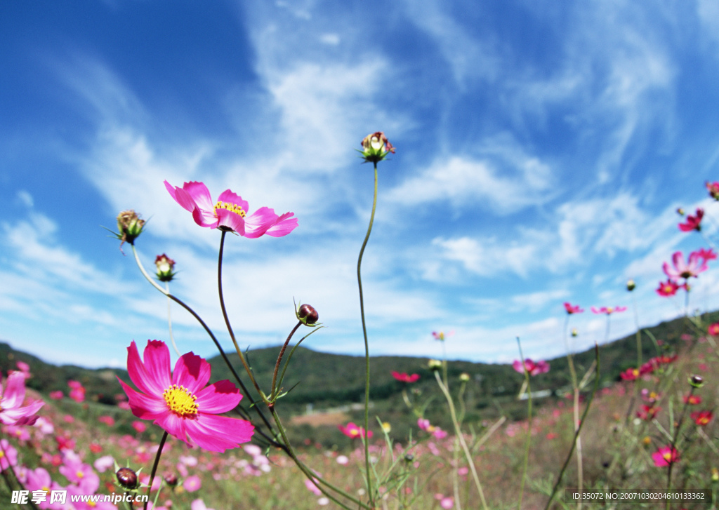 紅花