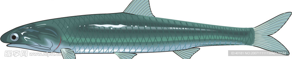 矢量魚