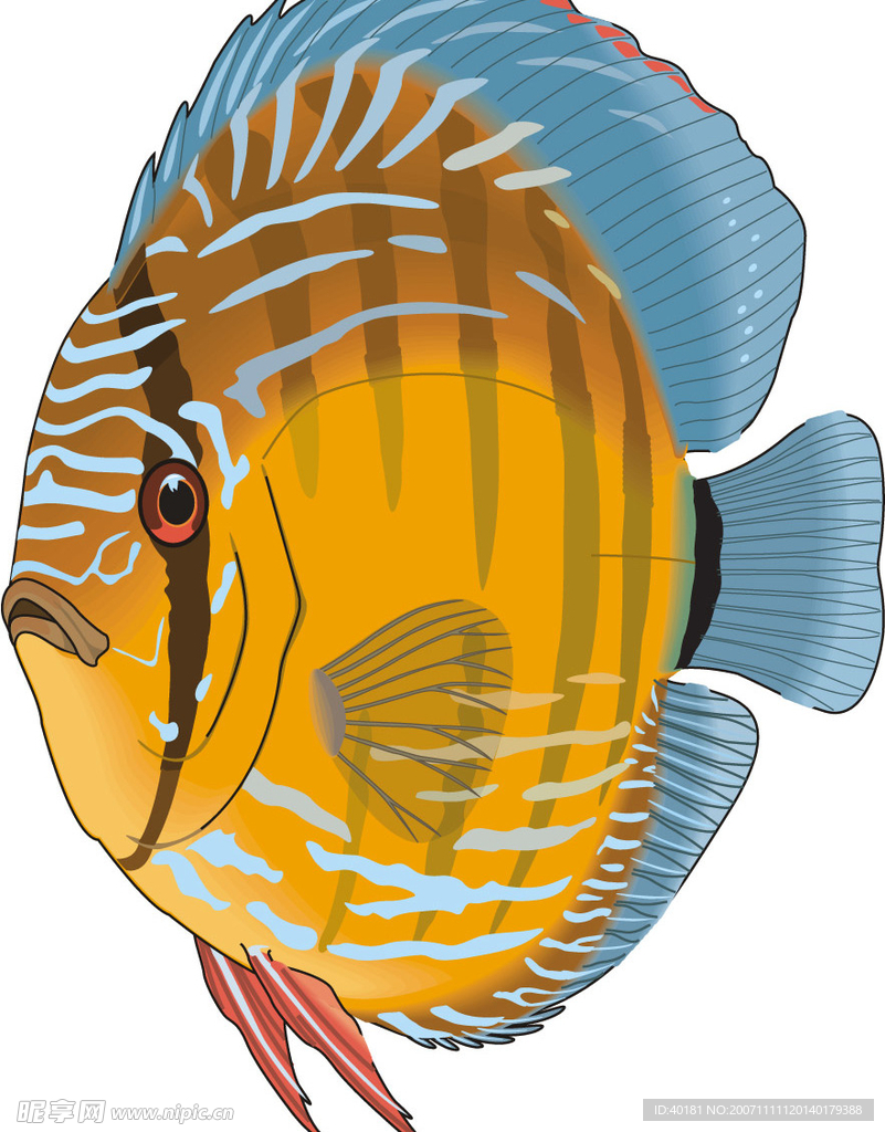 矢量魚