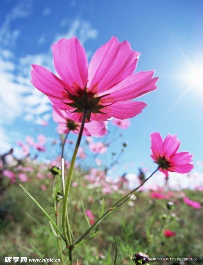 數碼高清鮮花