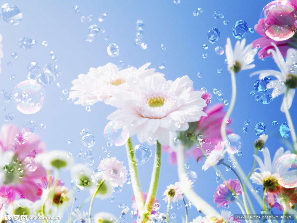 冰爽菊花