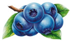 水果——蓝莓