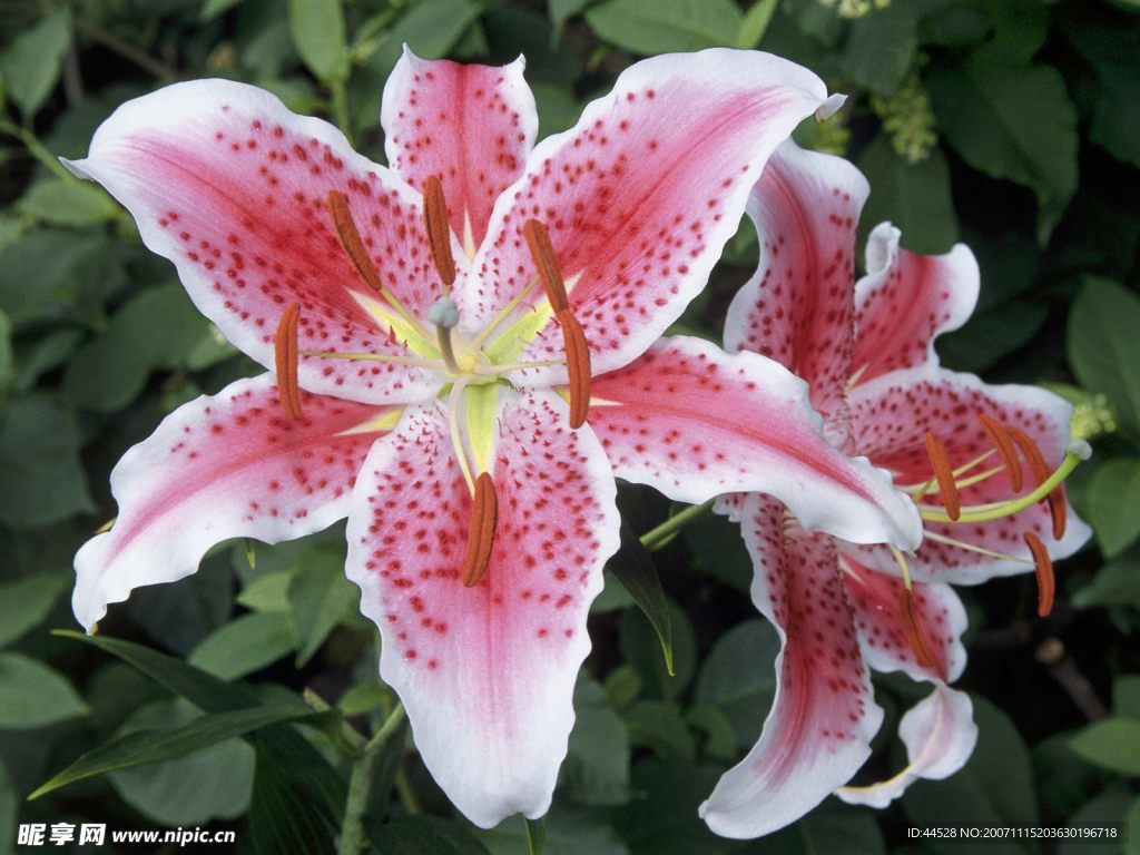 花卉圖