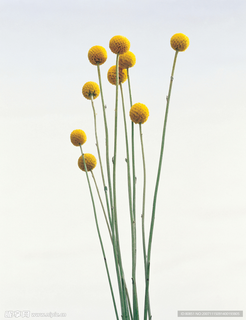 長形狀花補發