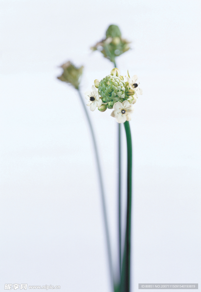 長形狀花補