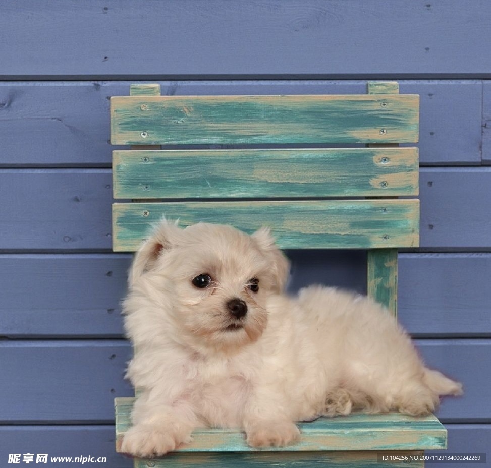 動物小狗