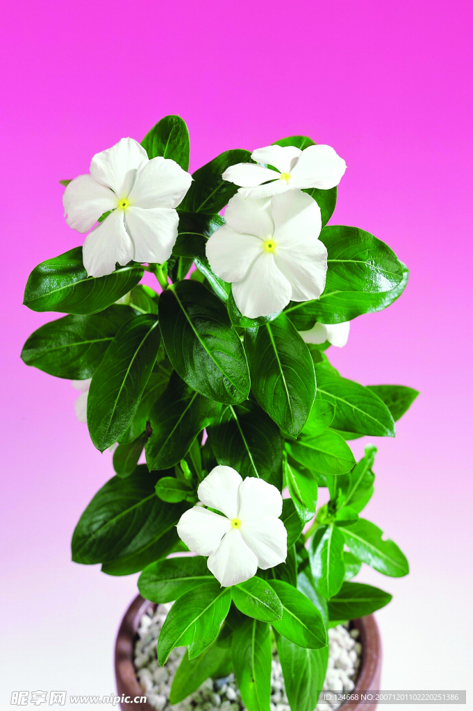 花卉藝術