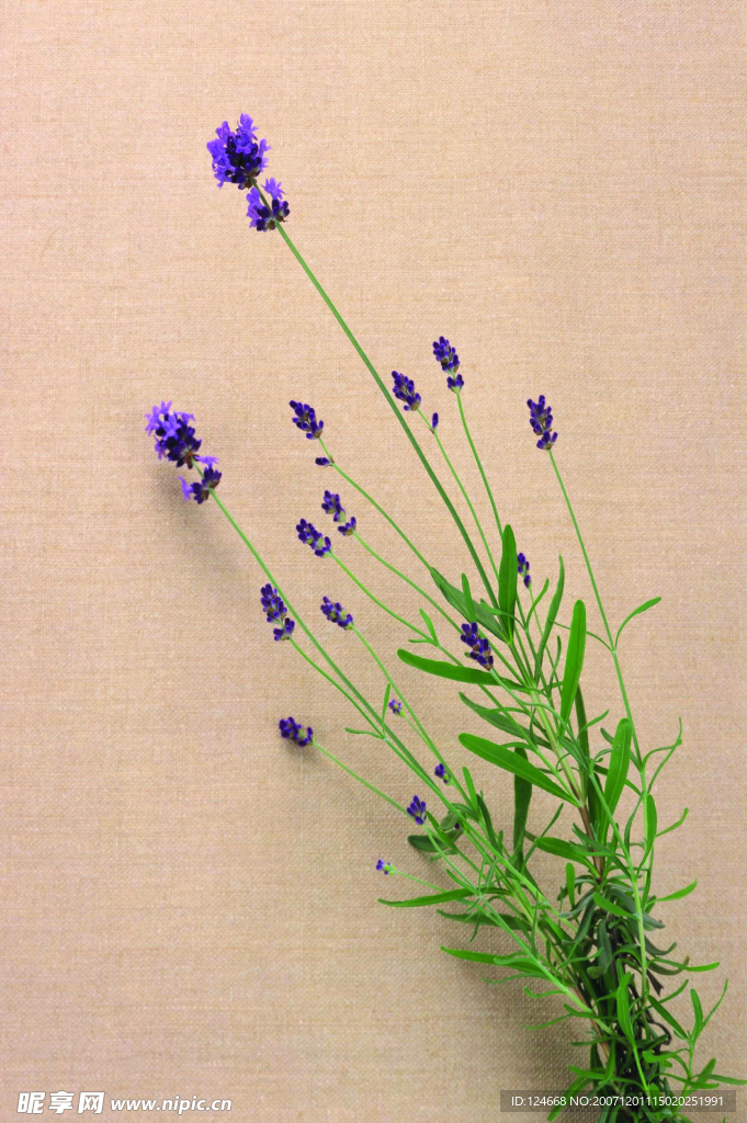 花卉藝術