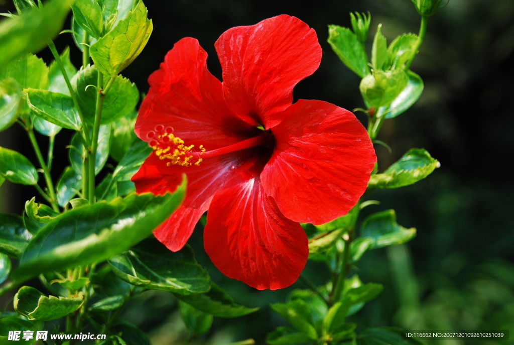 大紅花