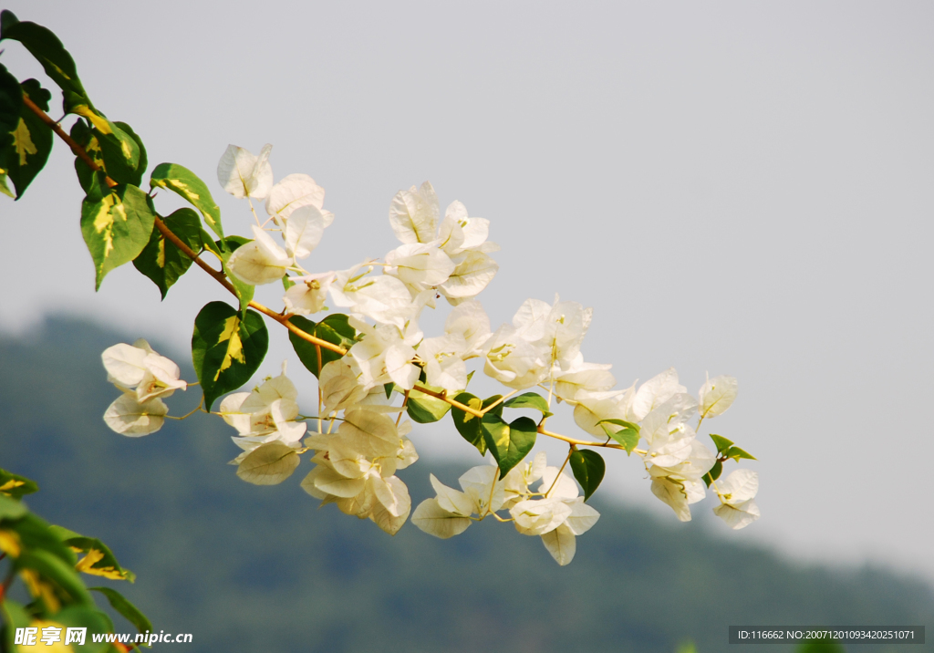 白花