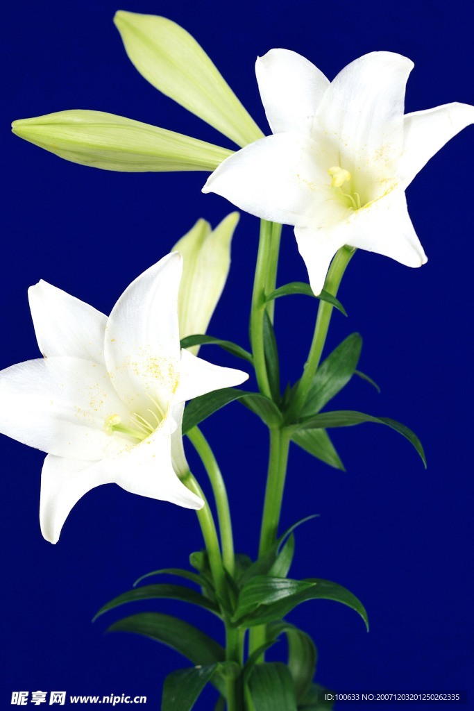 漂亮的花