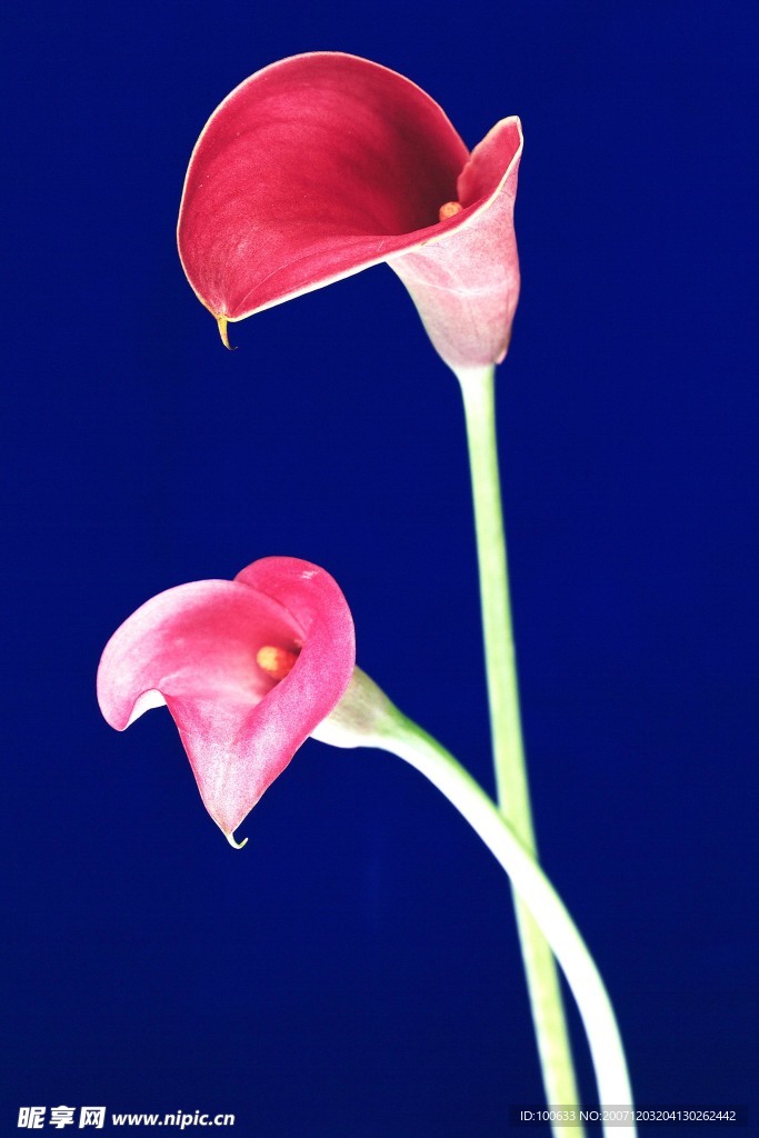 漂亮的花