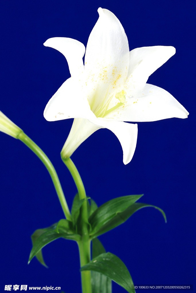 漂亮的花