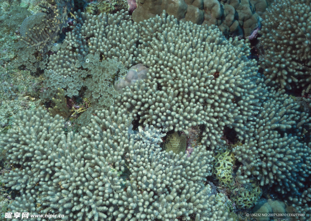 海洋生物