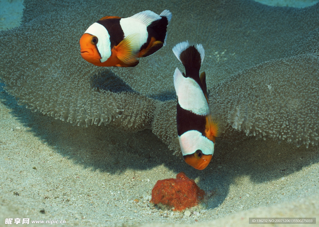 海洋生物
