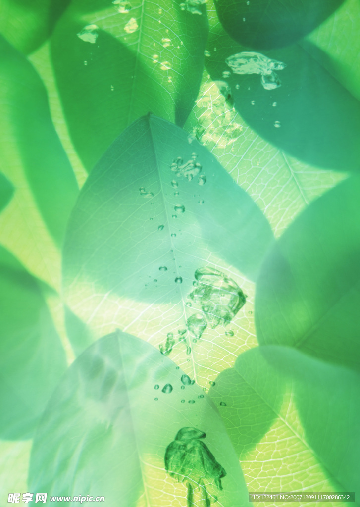 綠色 綠葉 水滴