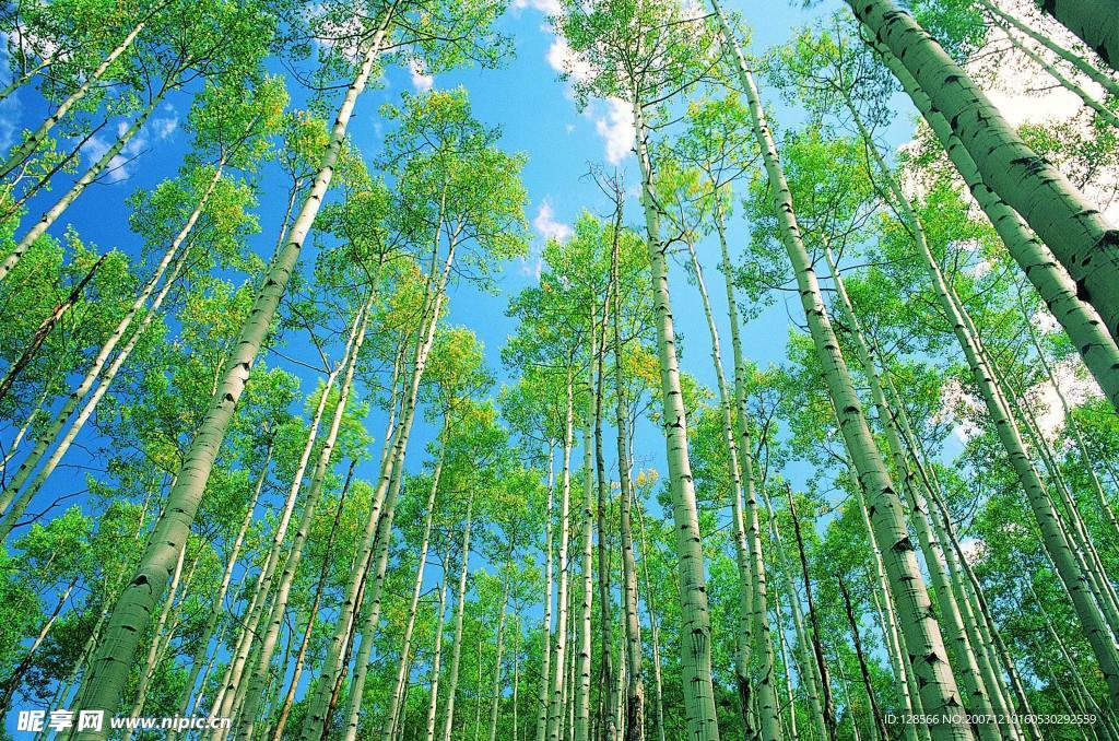 參天樹
