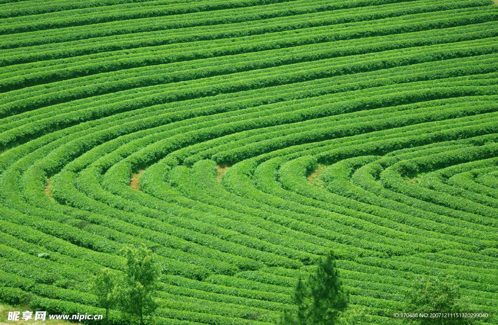 茶園
