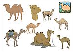 精选corelDARW矢量图——骆驼01