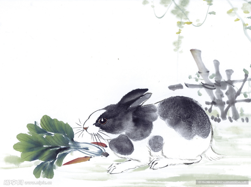 生肖 兔子