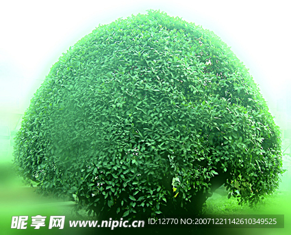 綠化帶植物