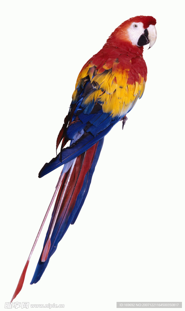 百鳥世界