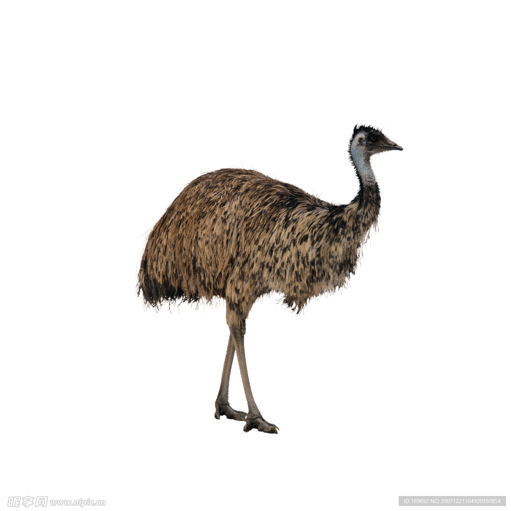 百鳥世界