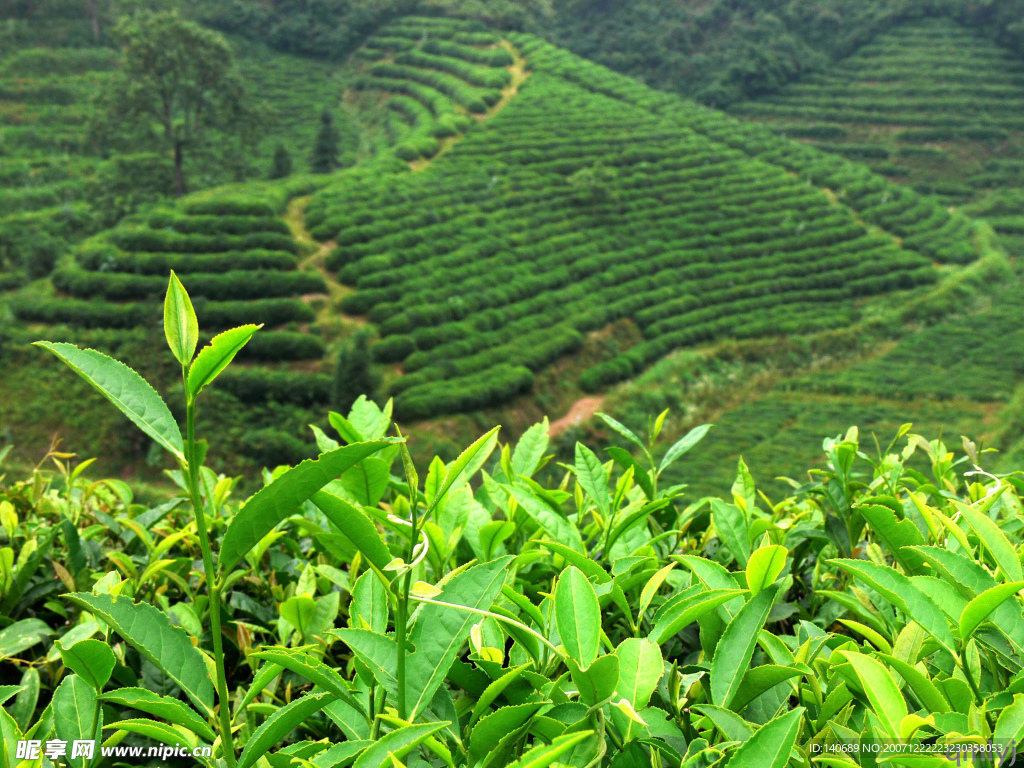 茶山茶葉(高清)