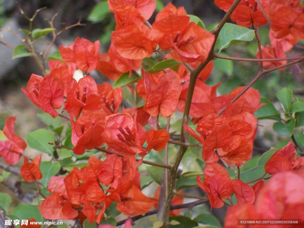 紅花