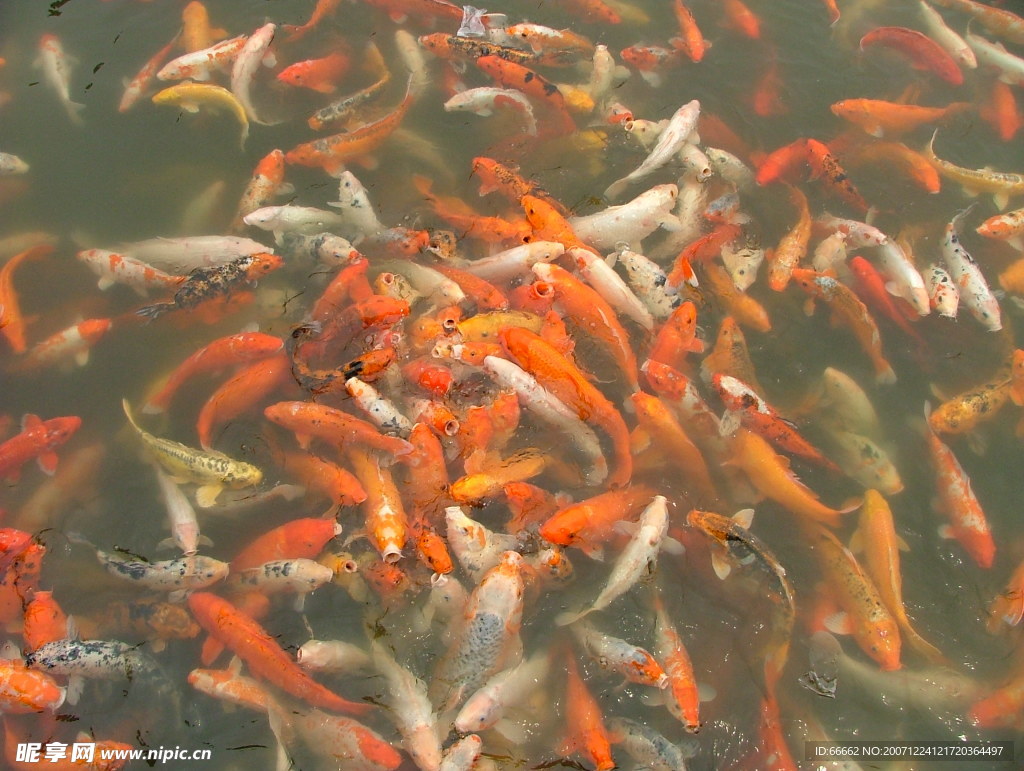 鯉魚