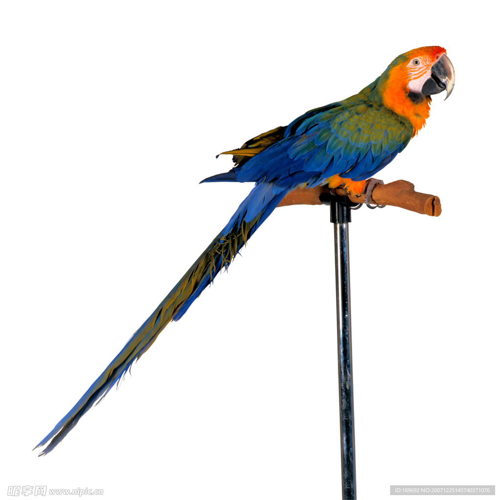 百鳥世界