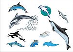 精选CorelDARW海洋生物矢量图-海豚