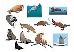 精选CorelDARW海洋生物矢量图-海象、海豹、鸭嘴兽