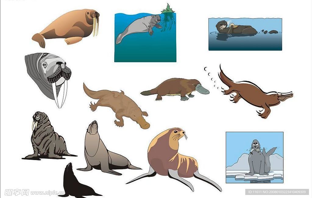 精选CorelDARW海洋生物矢量图-海象、海豹、鸭嘴兽