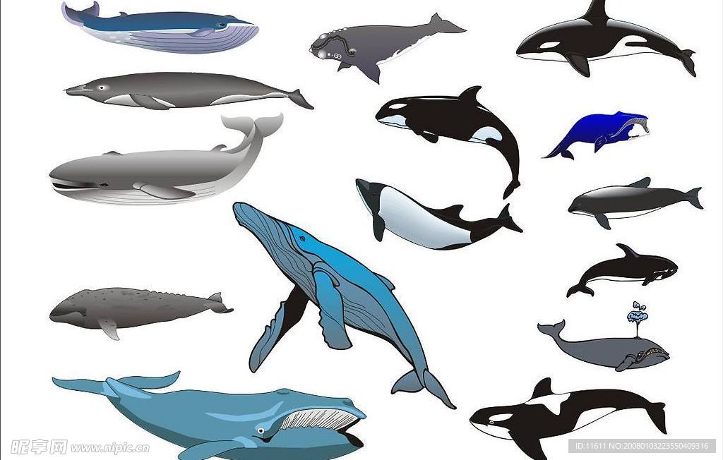 精选CorelDARW海洋生物矢量图—鲸鱼