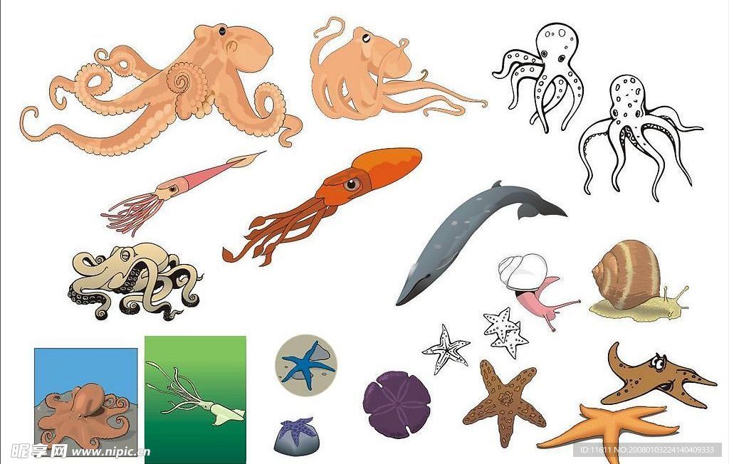 精选CorelDARW海洋生物矢量图—章鱼乌贼、海星