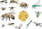 CorelDARW精选矢量图库—蜜蜂、蜻蜓