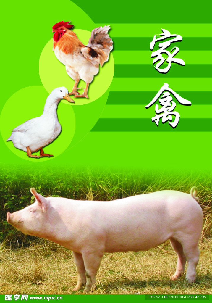 家禽