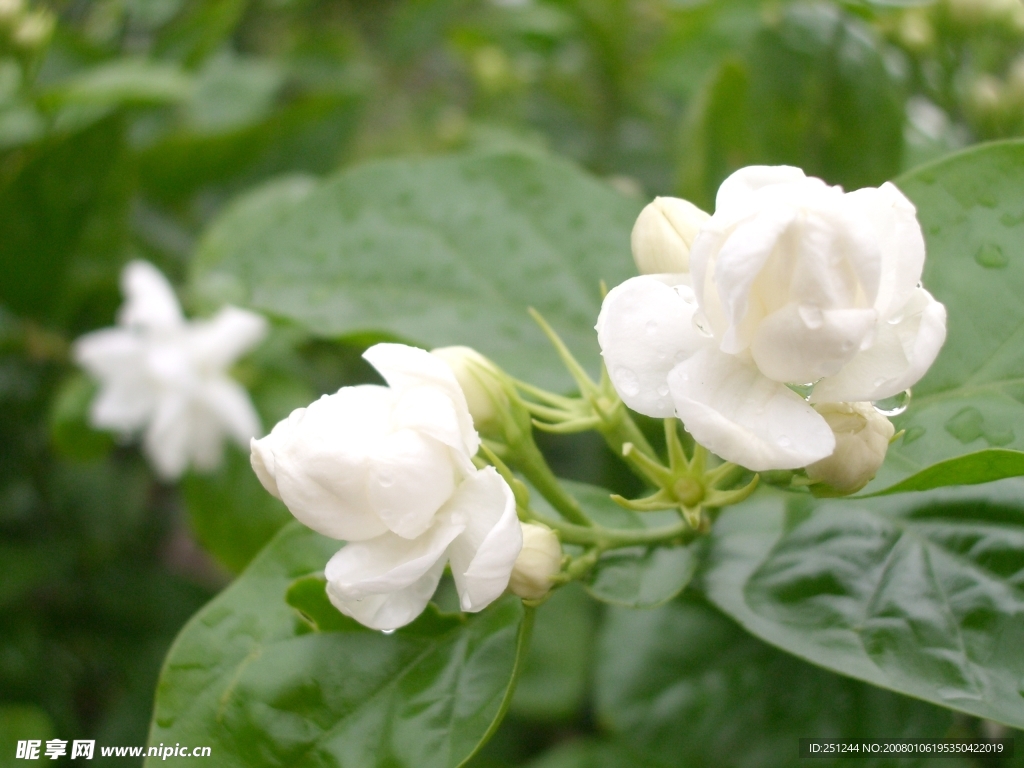 茉莉花-1