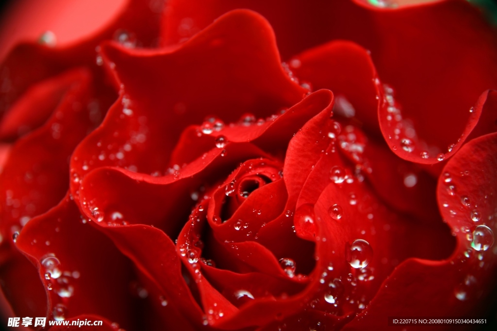 玫瑰花
