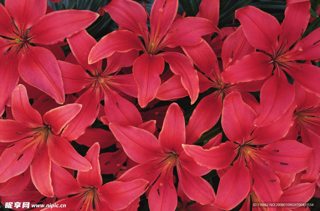 紅花