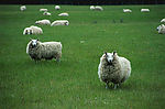 绿地一群绵羊