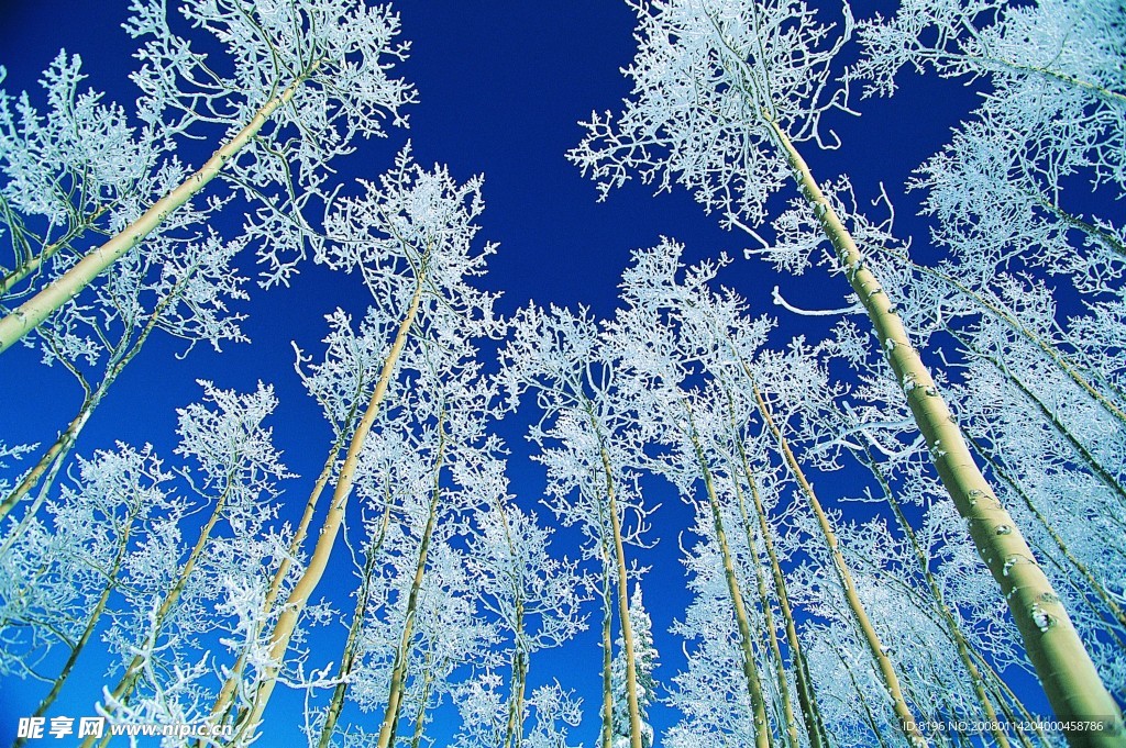 冬天雪景