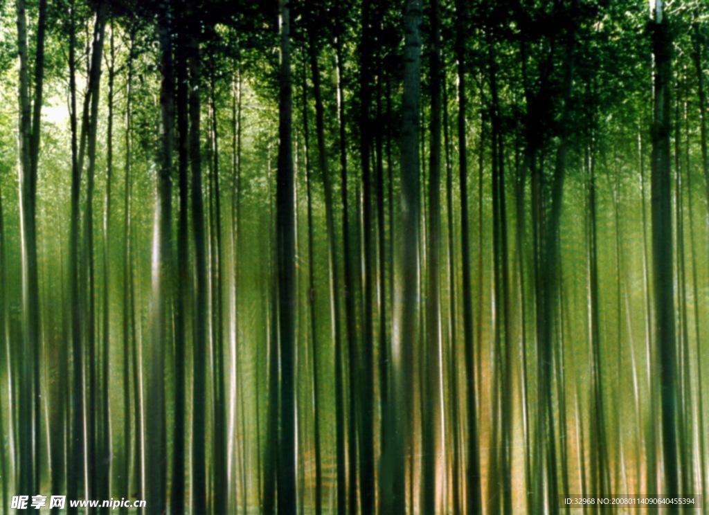 綠色竹林