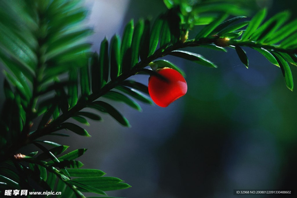 小紅花