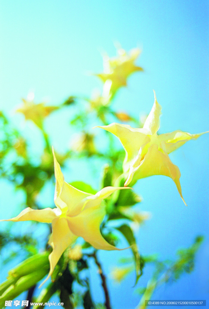 花卉